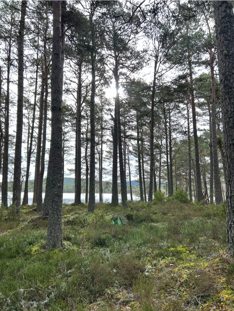 woodland