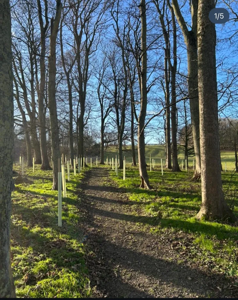 a plot of newly planted trees