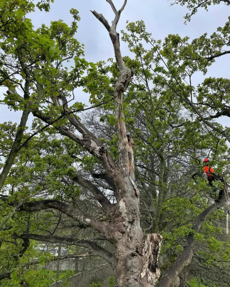 tree down by chainsaw work